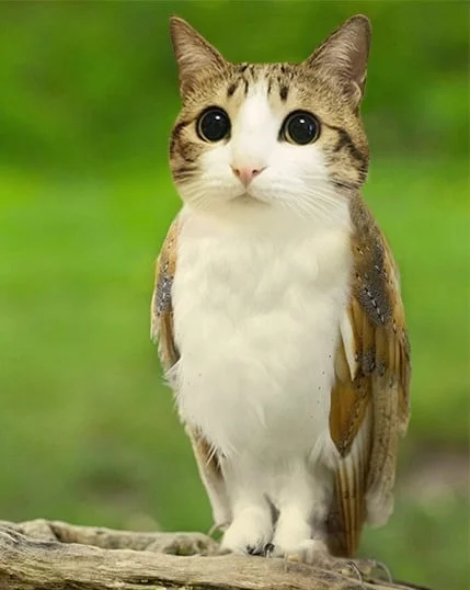 Meowl